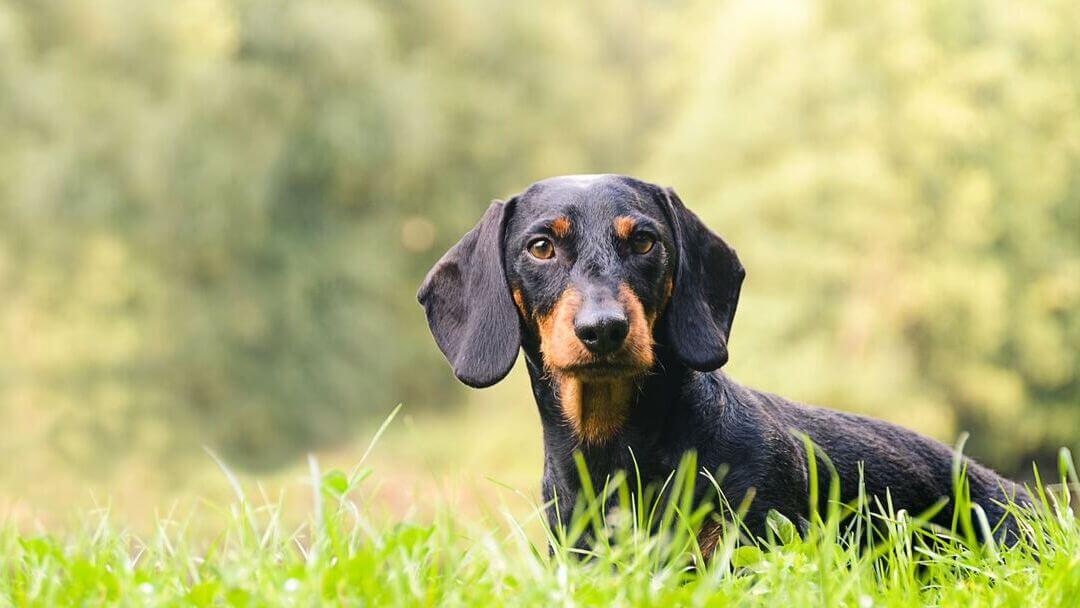 hound-dog-breeds-sizes-personality-behaviour-purina